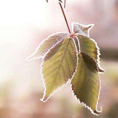 竞彩足球appapp下载